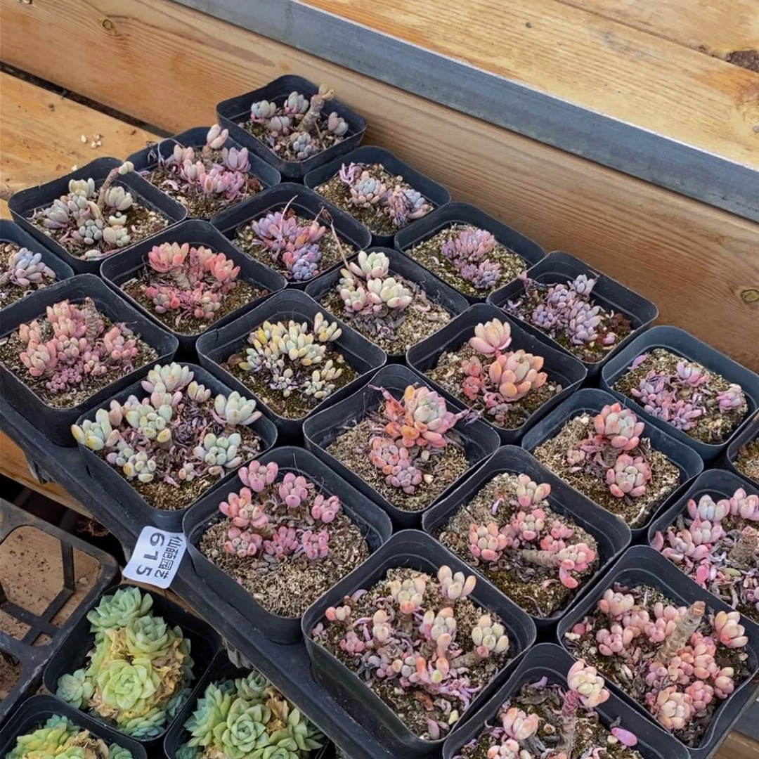 615多肉植物保护研究所所长助理研究员和你