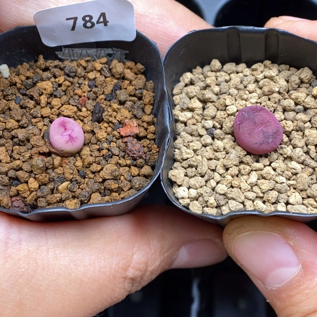 多肉植物K-784（0.7）墨杂两颗