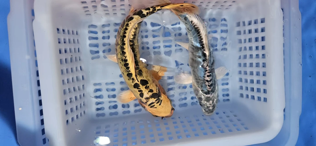 【两条装】德系金龙+蓝龙  钱串子闪鳞锦鲤 包邮包损
