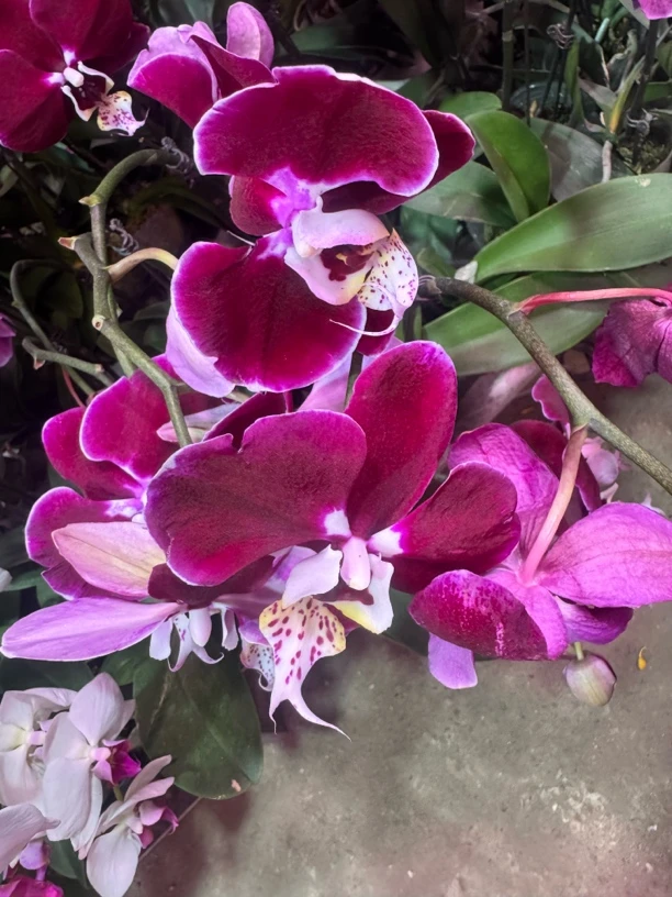 幻影蝴蝶兰，单颗，瑕疵品