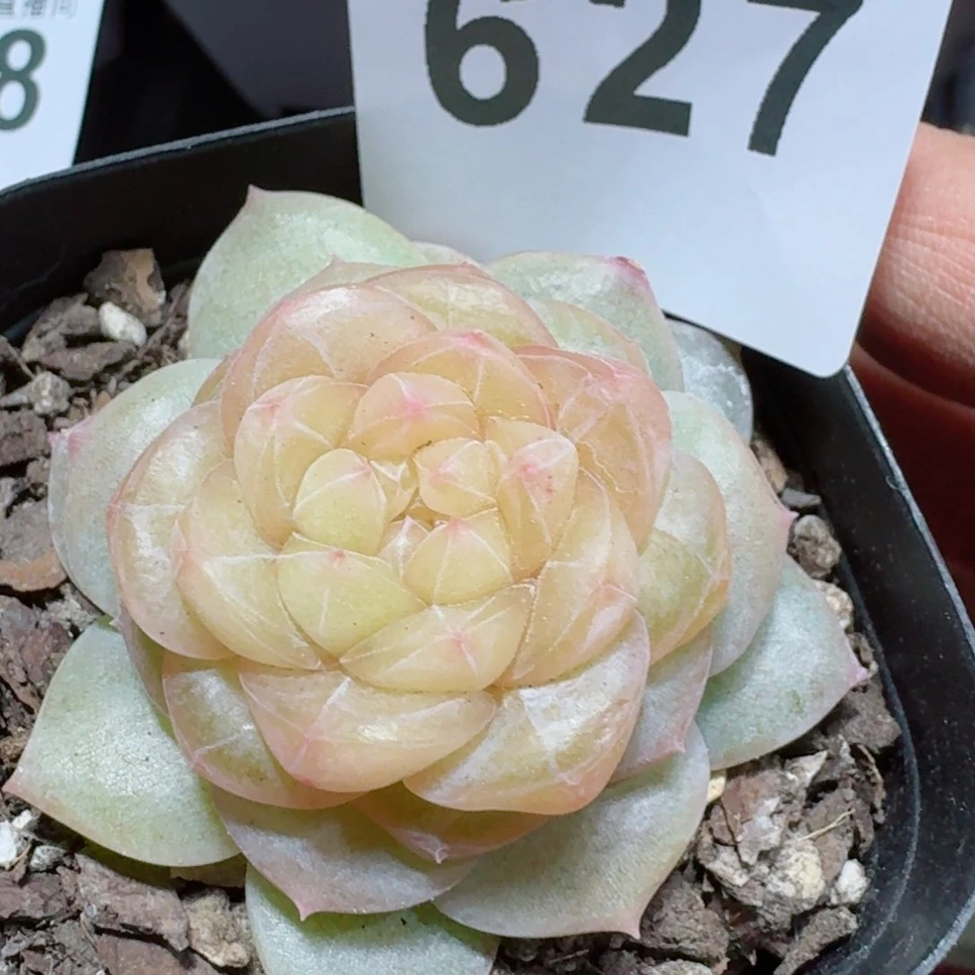 绒霜         精品多肉