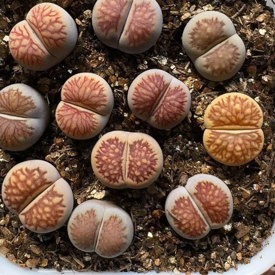 生石花11111。   210