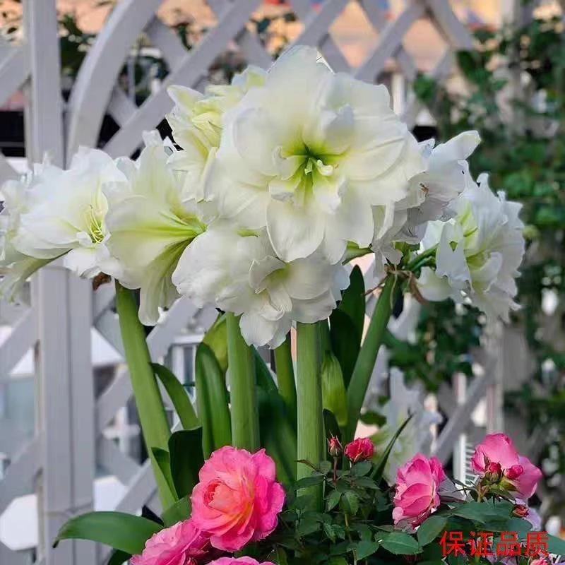 （阿芙雷）朱顶红种球6-8厘米