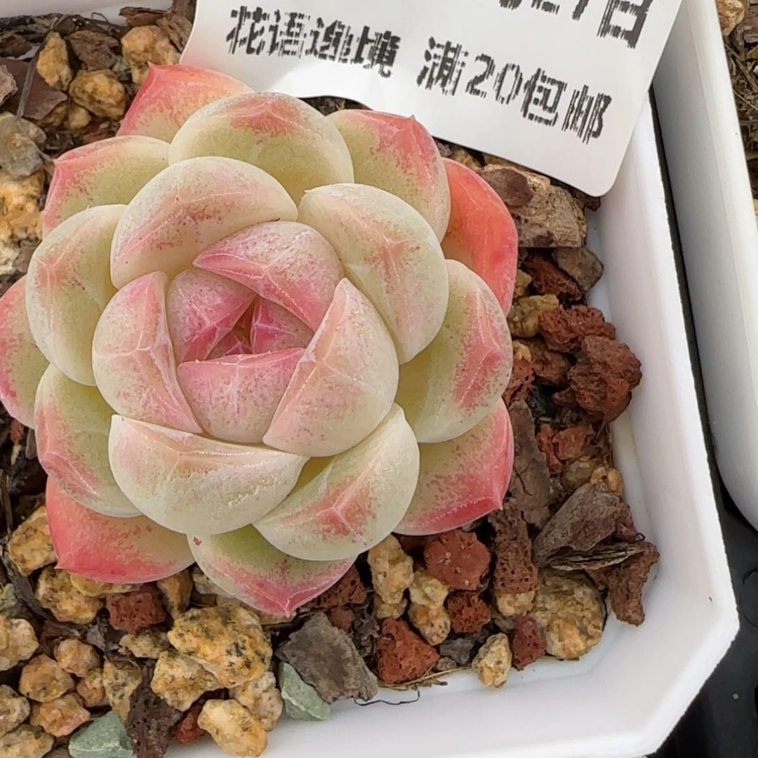 花语逸镜0127-441