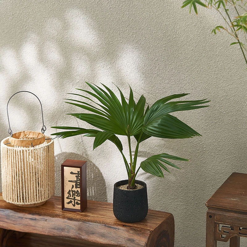 蒲葵盆栽桌面客厅室内植物中古诧寂风绿植办公室懒人好养玄关盆景