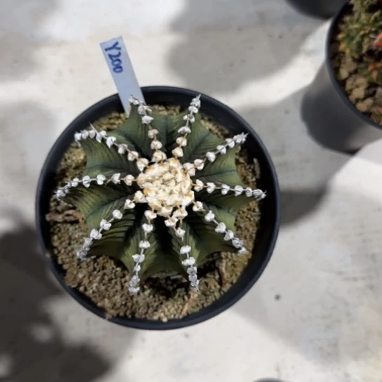 花*200-0121肋骨泰国发货多肉