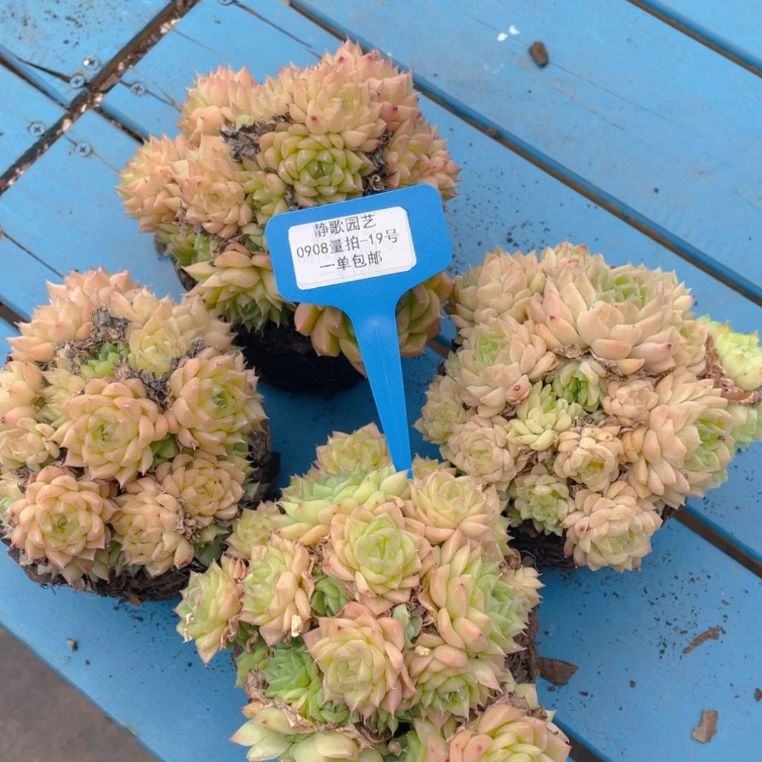 0908-19-麦秆手捧花福利一颗量拍