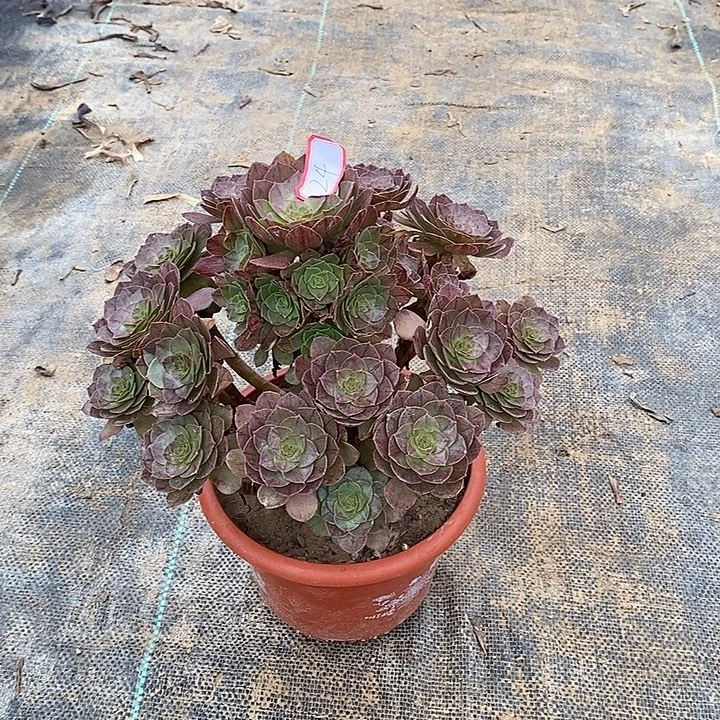 24，黑魔1345667889师999