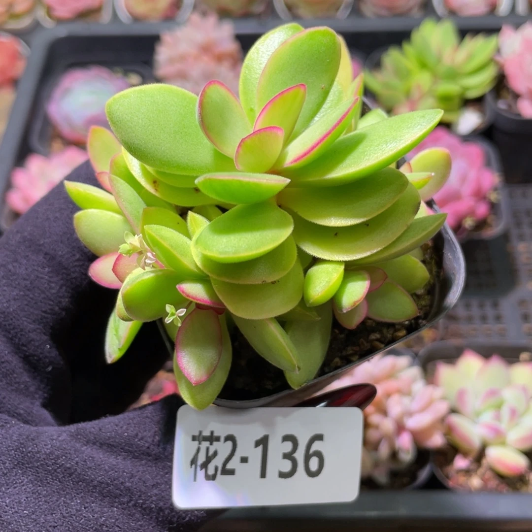 花利美2-136糖果锦