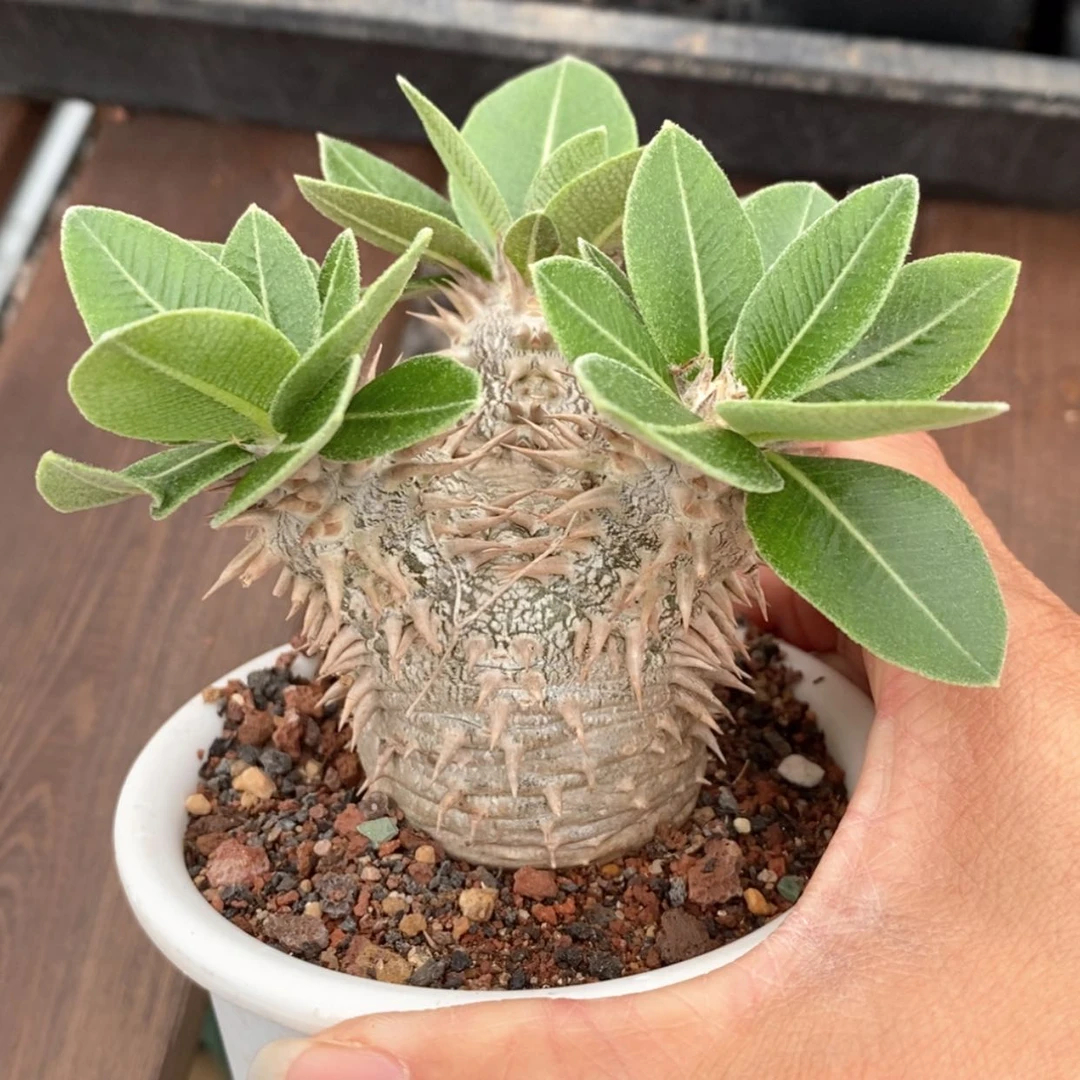 【闪购商品】惠比大黑