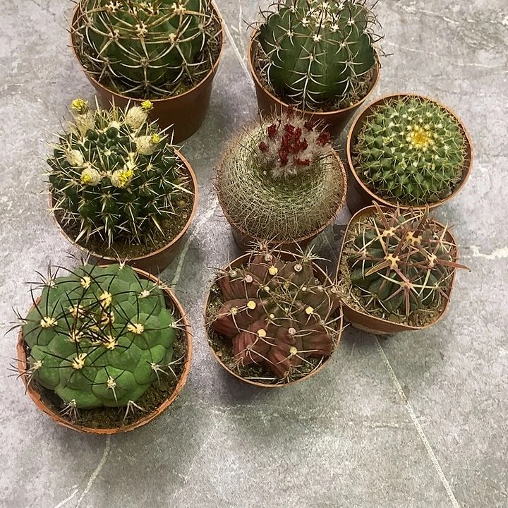 娟*一物一拍8棵仙人球