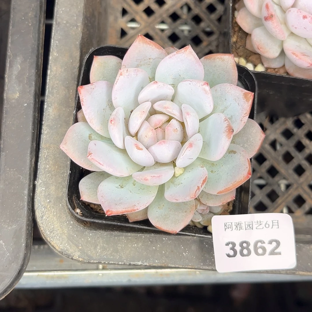 阿雅园艺。    3862星星橙