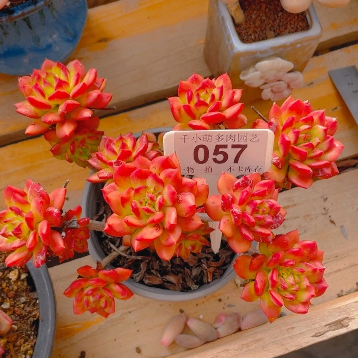 帅**猪谢谢你的支持0000057