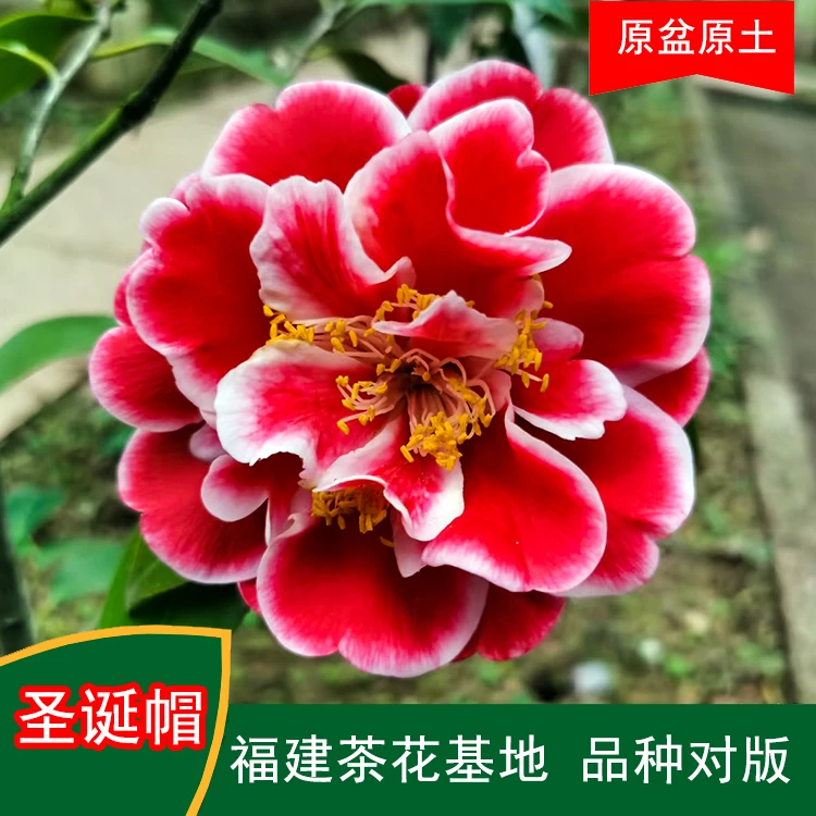 圣诞帽珍贵茶花品种观花绿植室内外花卉阳台庭院茶花基地直销包邮