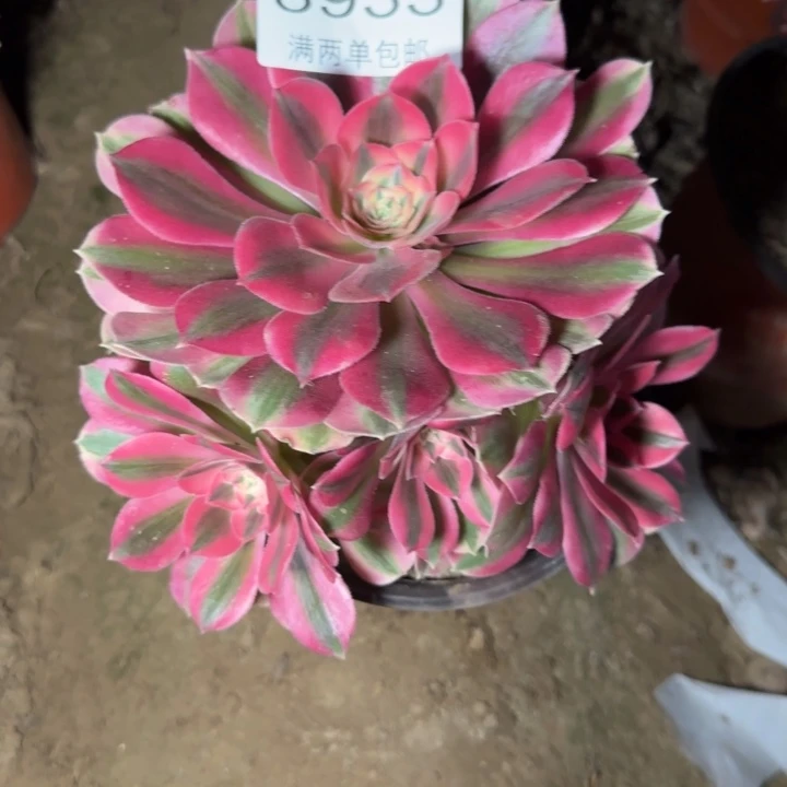 8933女巫的多肉植物