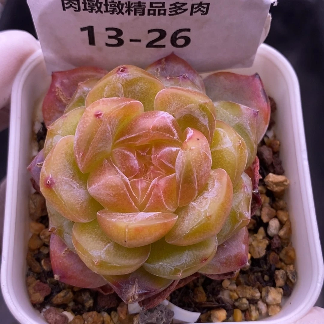 【闪购商品】13-26