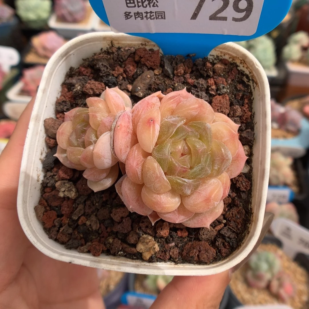 729白色恋人多肉植物