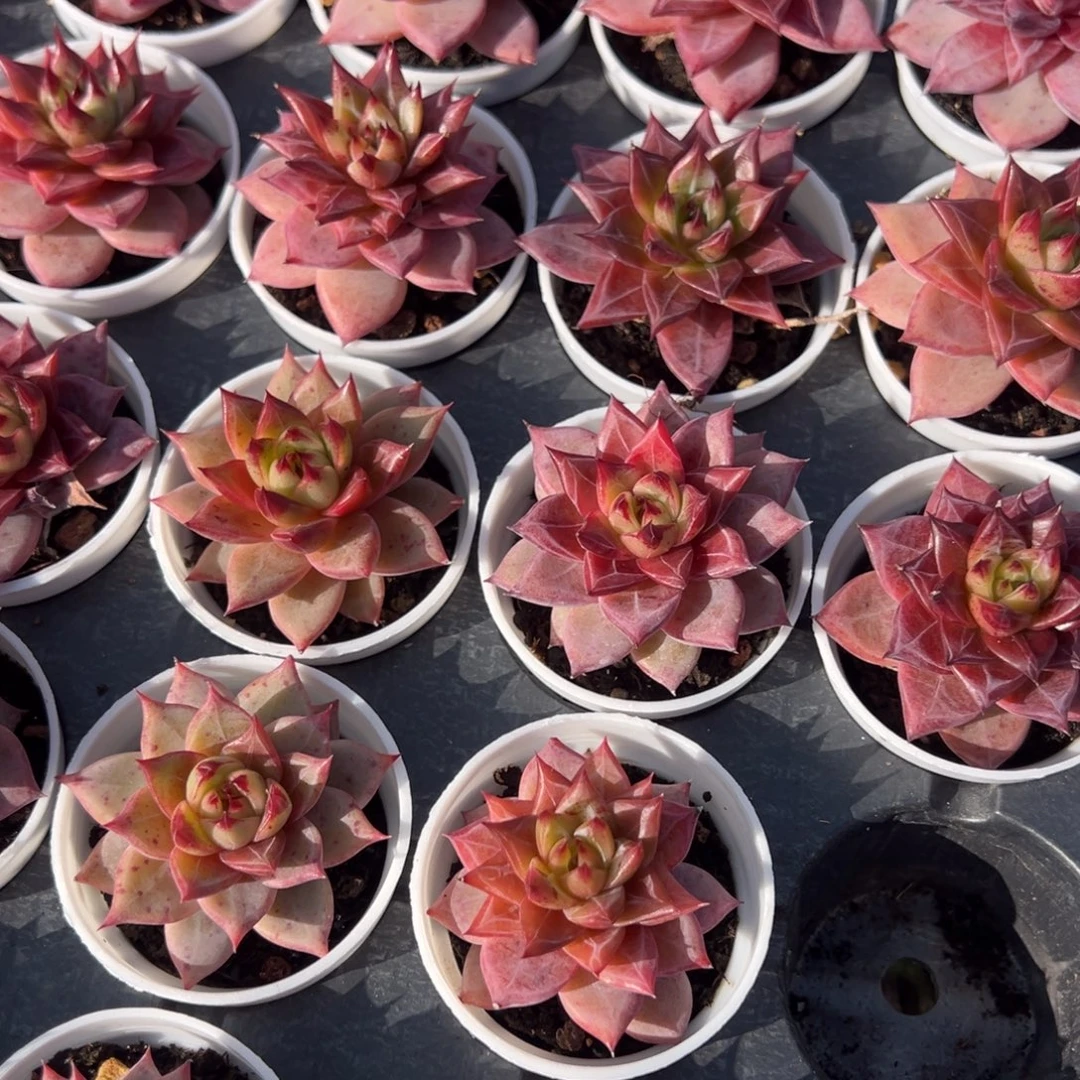 火烈鸟一颗量拍多肉满18元包邮满26送一颗