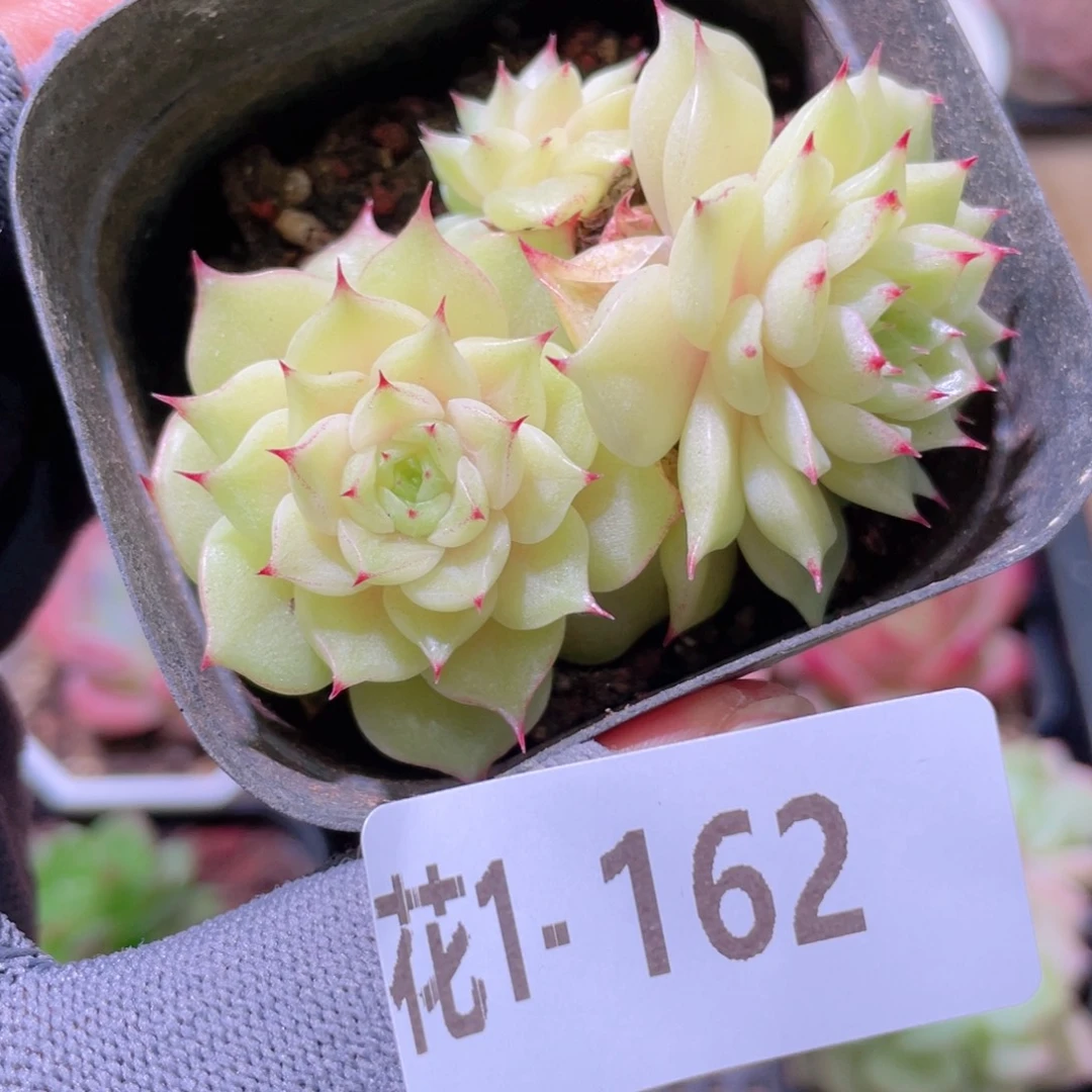 花利美 1-162麦秆