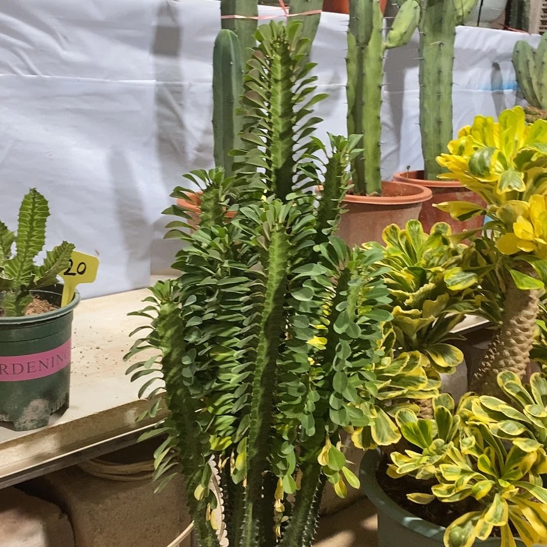 绿龙骨一物一拍一