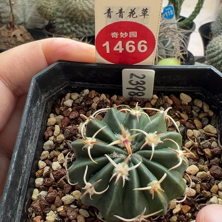 实生割刺武藏凌波3.8cm