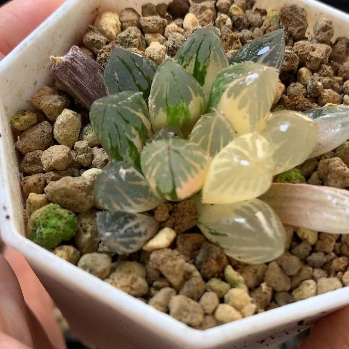 Oh玉露锦带盆土发货
