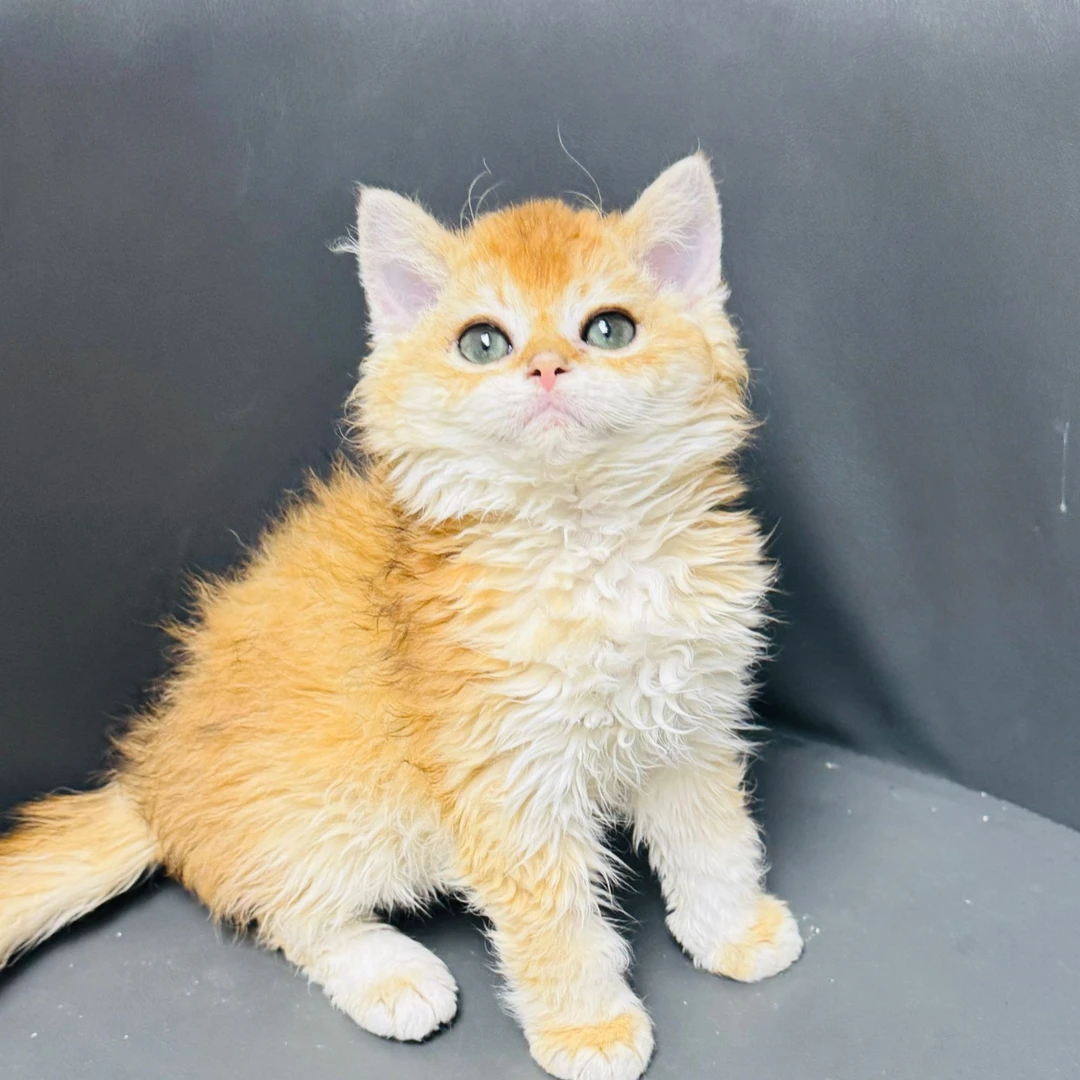 来了姊妹-金渐层赛凯猫 弟弟 J22