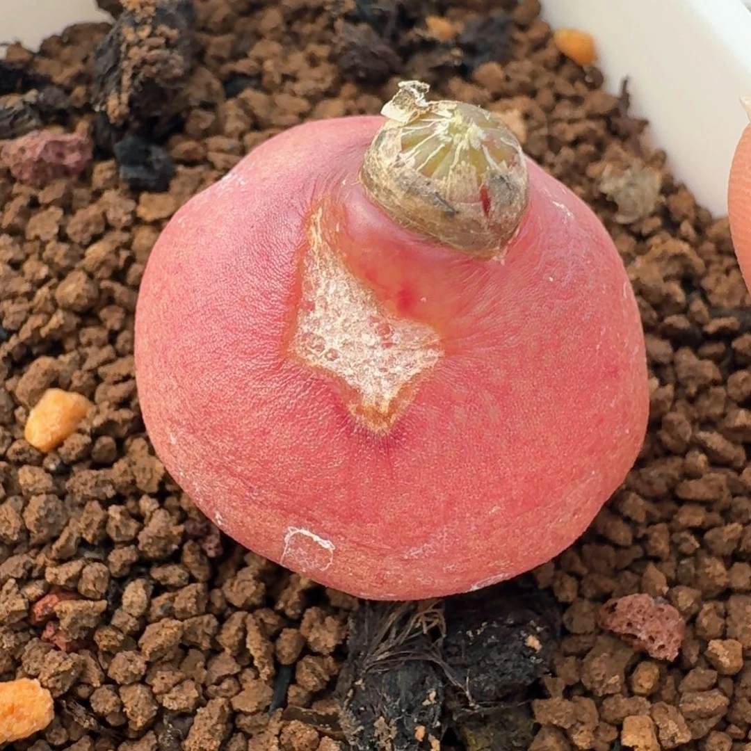 381带盆土发货00000000000