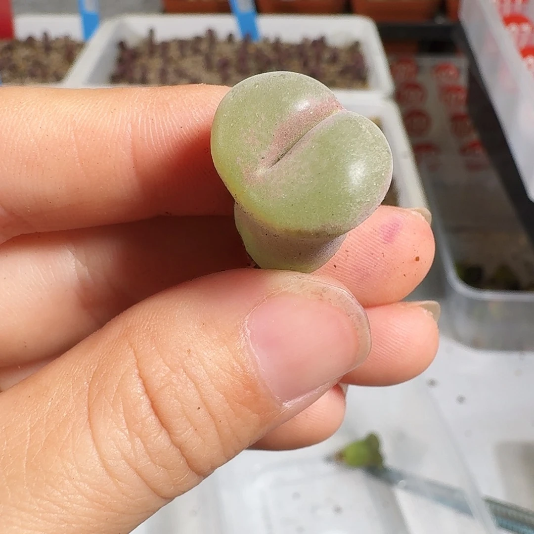 多肉植物福利风铃243