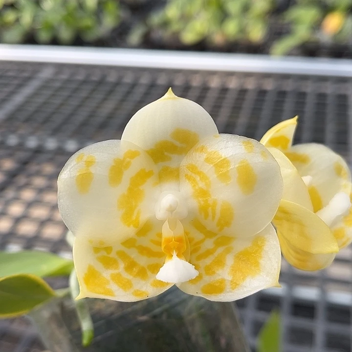 完全开放3.0寸杯11111