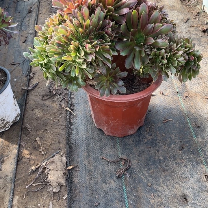 30娜迦女王多肉植物多肉