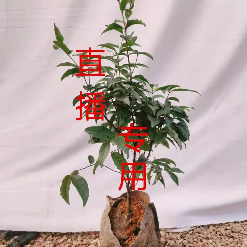 南方果苗一物一拍