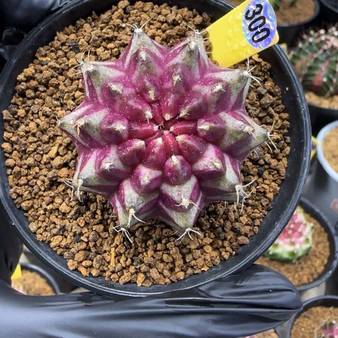 300号泰系实生紫皮轮回