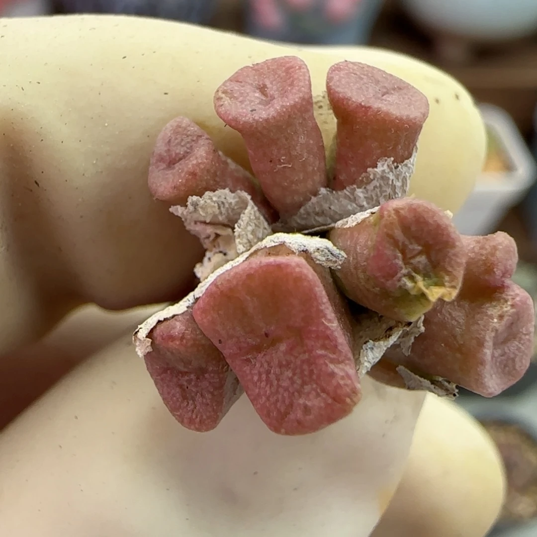 211伊尔马猪鼻子