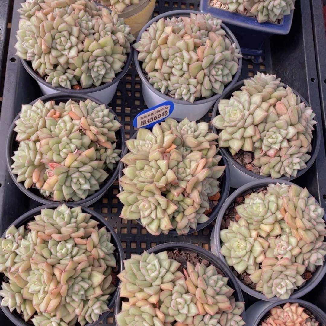 量拍60号 黄金象牙大群生母本6头起一个