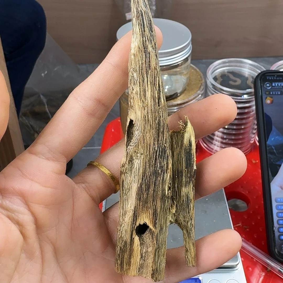香料绿奇楠虫漏金沙叶12克