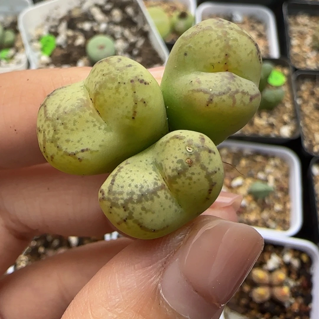 漂亮杂交3头多肉植物58