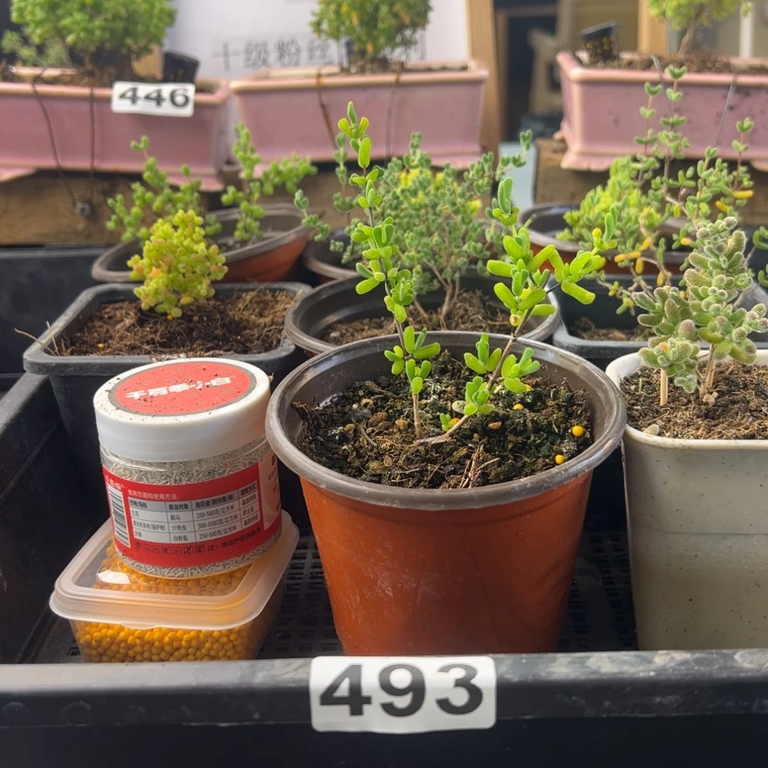 荣***儿枝干番杏多肉植物493加5个万象盆安