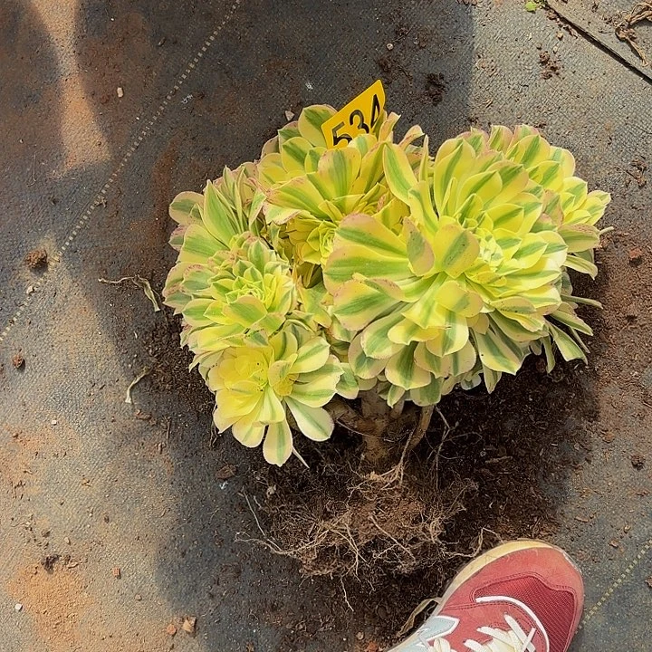 多肉植物福利534