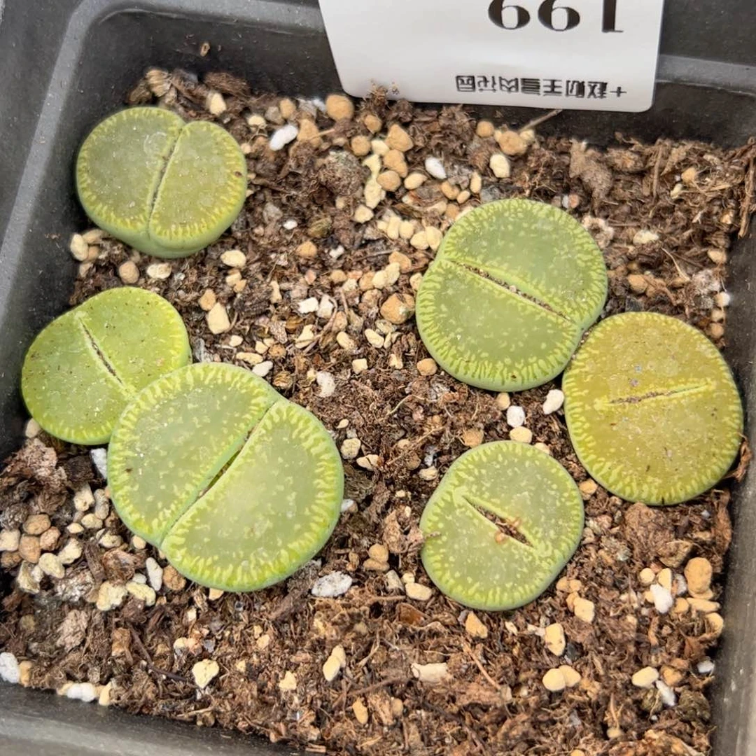 【闪购商品】199 年终收官 脱土绿光阳