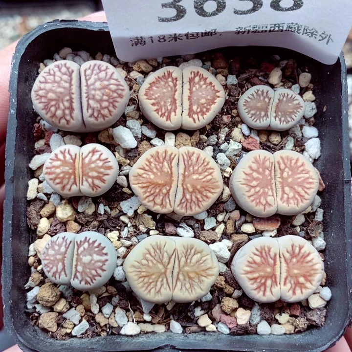 3638。