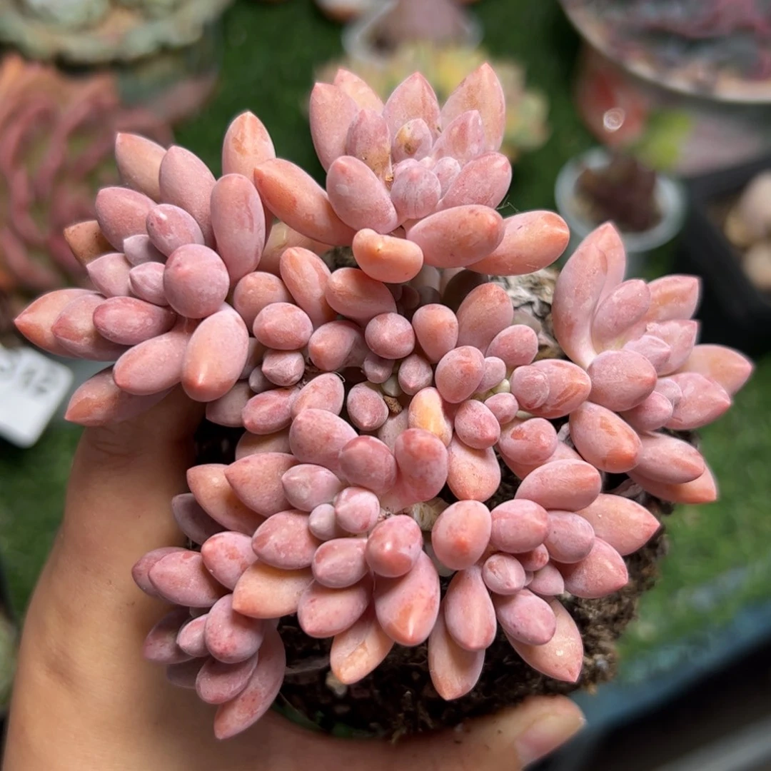 151 满38包邮一物一拍