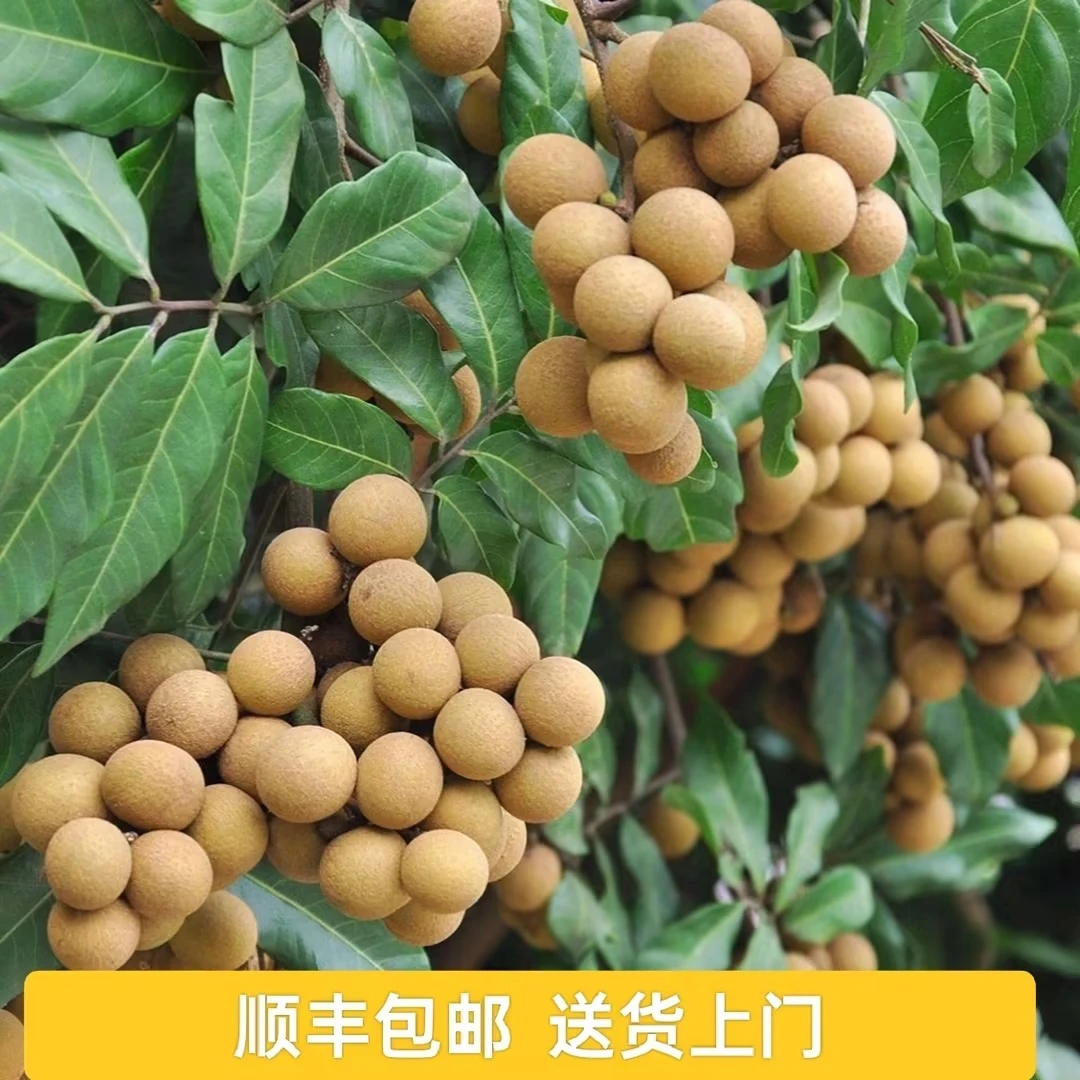 泰国金标龙眼(鲜生店)