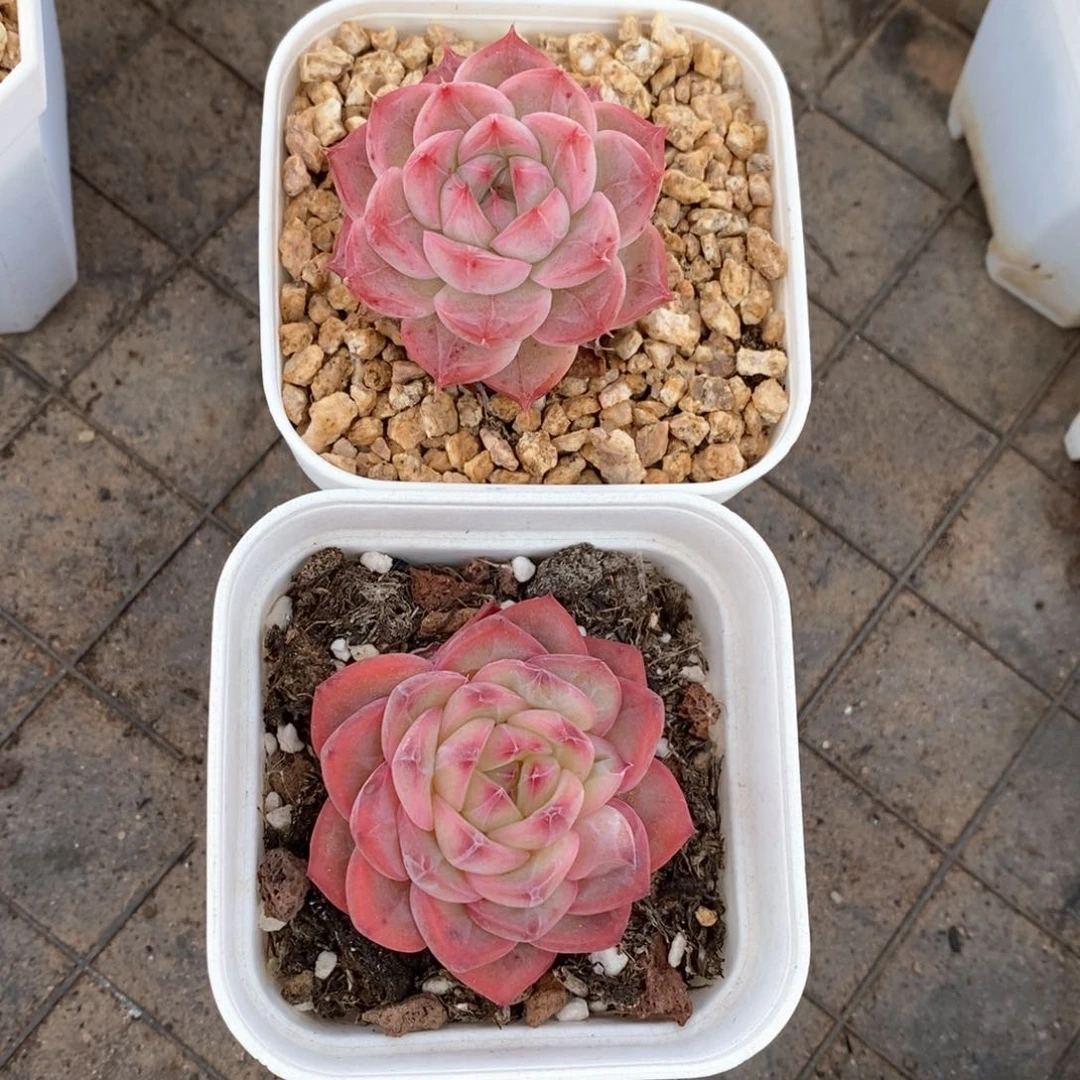 精品多肉一物一柏96