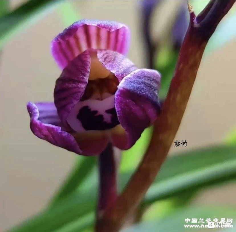 【紫荷】莲瓣兰名品国兰花开浓香好养易活对版人工种植