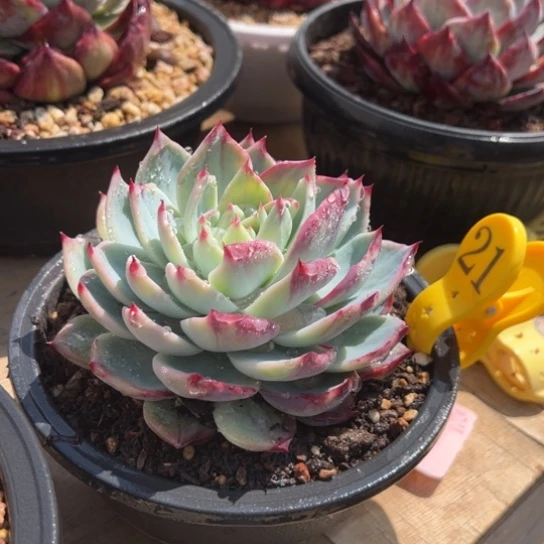 阴阳惊鸿仙子 夏鸣园艺