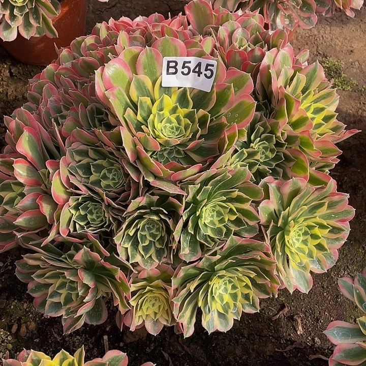 繁**锦多肉法师545号绿体女巫发货