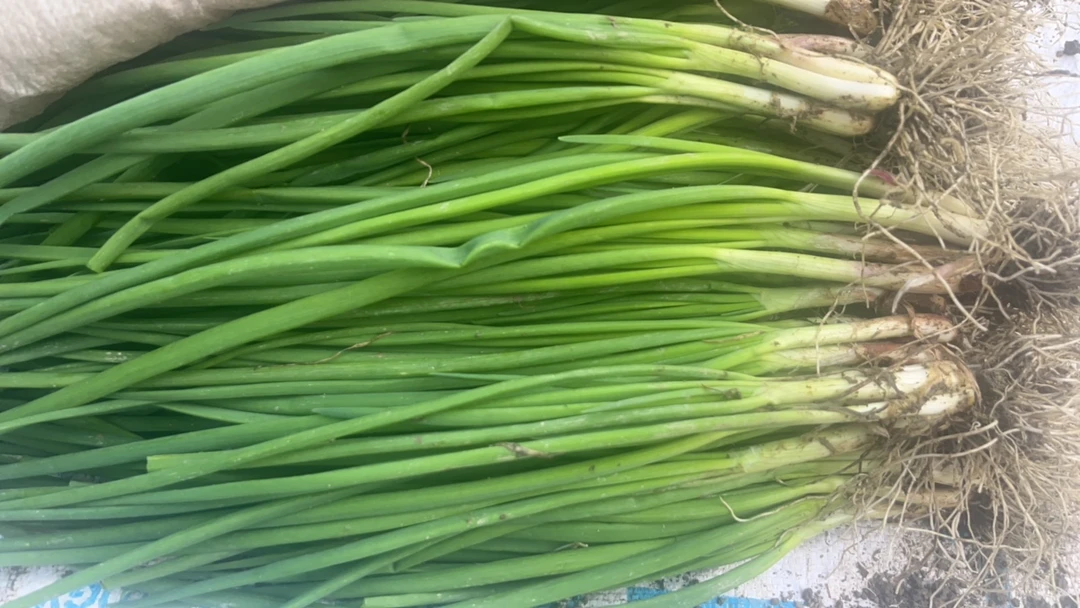 香葱乡村赶集 鲜挖农家自种 香葱