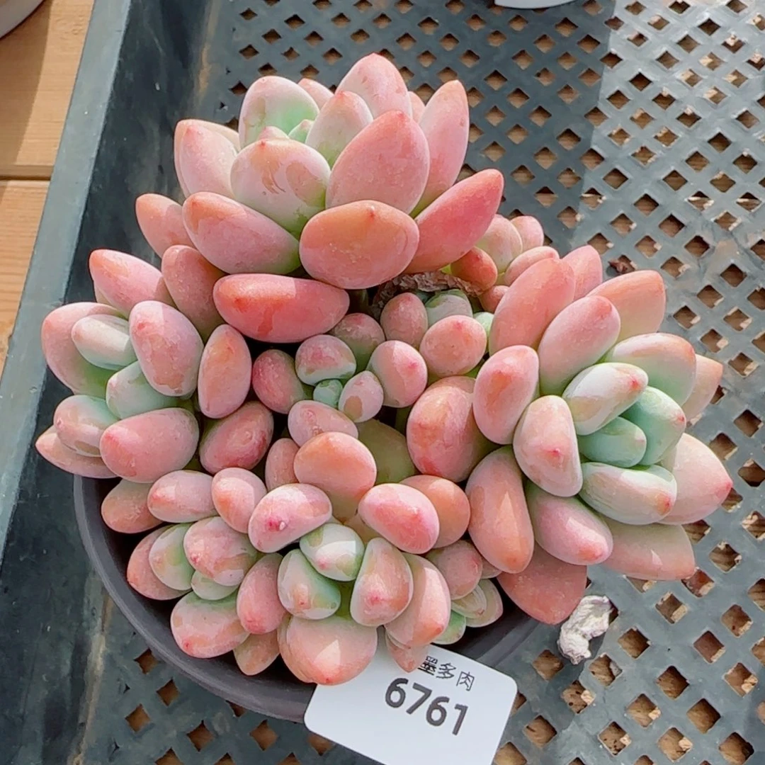 洛神，6761多肉植物