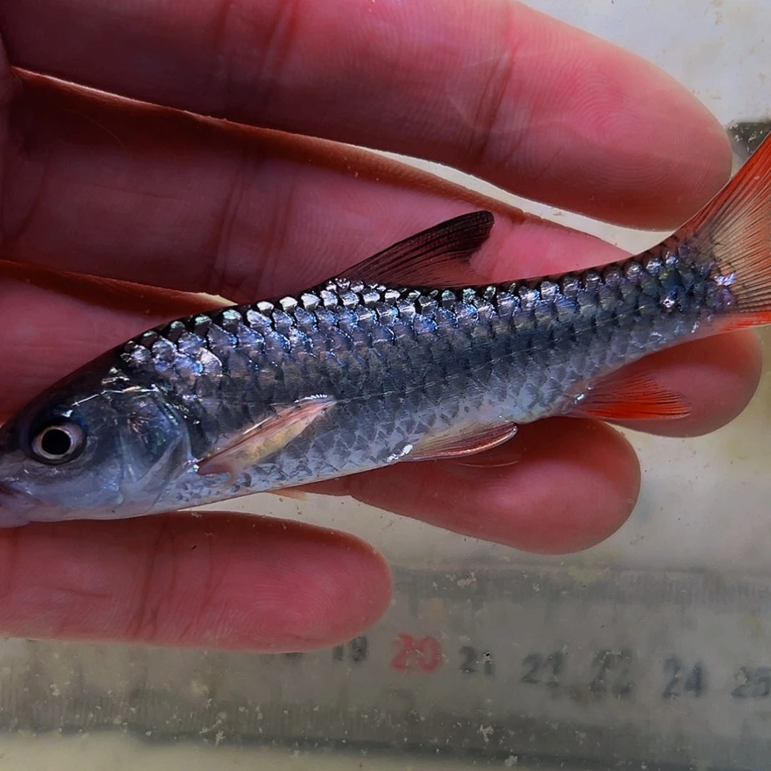 吉罗鱼蓝彩虹10cm